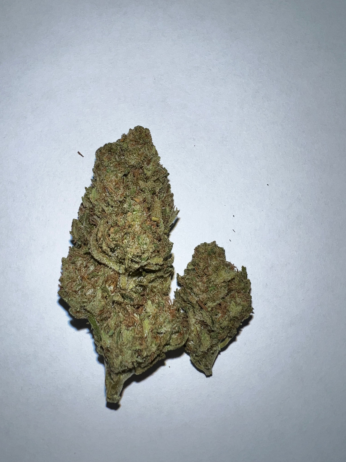 durban poison 1